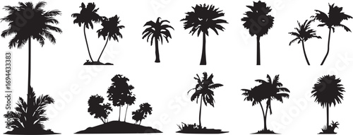 Silhouette palm trees of various sizes and shapes