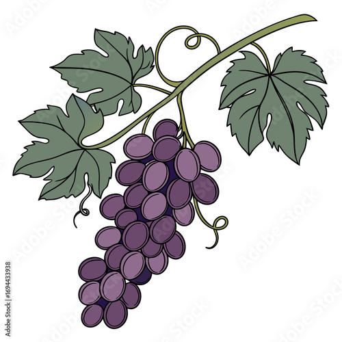 Purple Grapes on a Vine with Leaves - Artistic Illustration