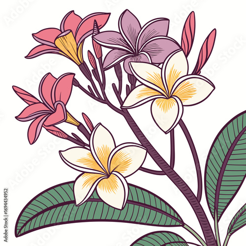 Exotic Tropical Plumeria Flowers Illustration
