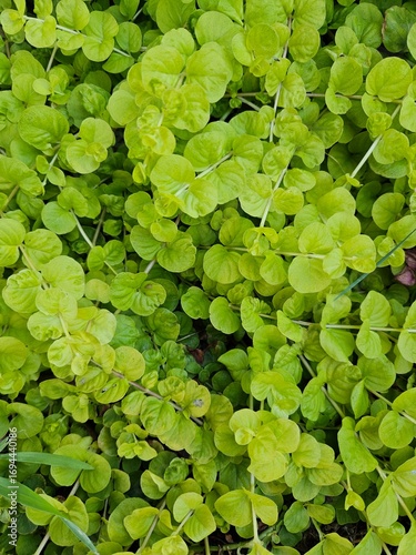 Lush carpet of vibrant, lime-green Creeping Jenny leaves. A perfect fresh background for spring themes, eco-concepts, gardening blogs, or as a natural, lively texture.