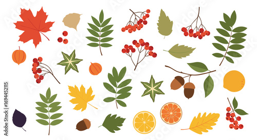 Autumn leaves fruits and berries collection seasonal nature elements for design