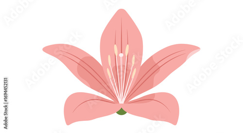 Pretty pink lily flower with detailed stamens and petals for nature art designs