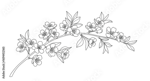 Delicate branch of blossoming cherry flowers detailed outline illustration