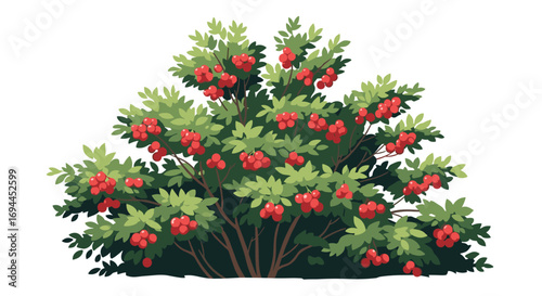 Vibrant red berries clustered on lush green bush foliage outdoors