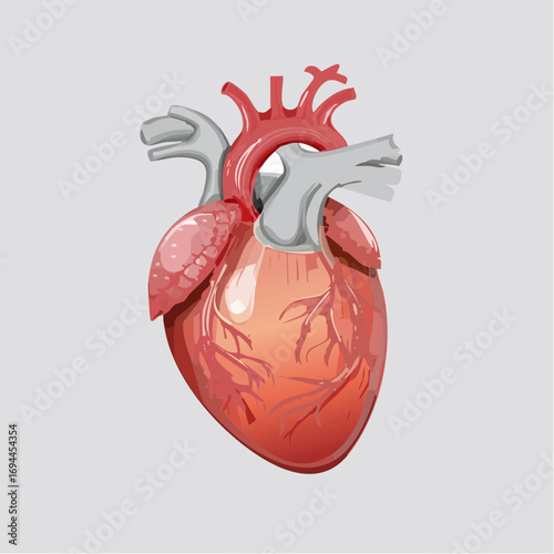 Emoji human Heart. Real human heart organ icon. Red heart icon in flat style isolated vector illustration.