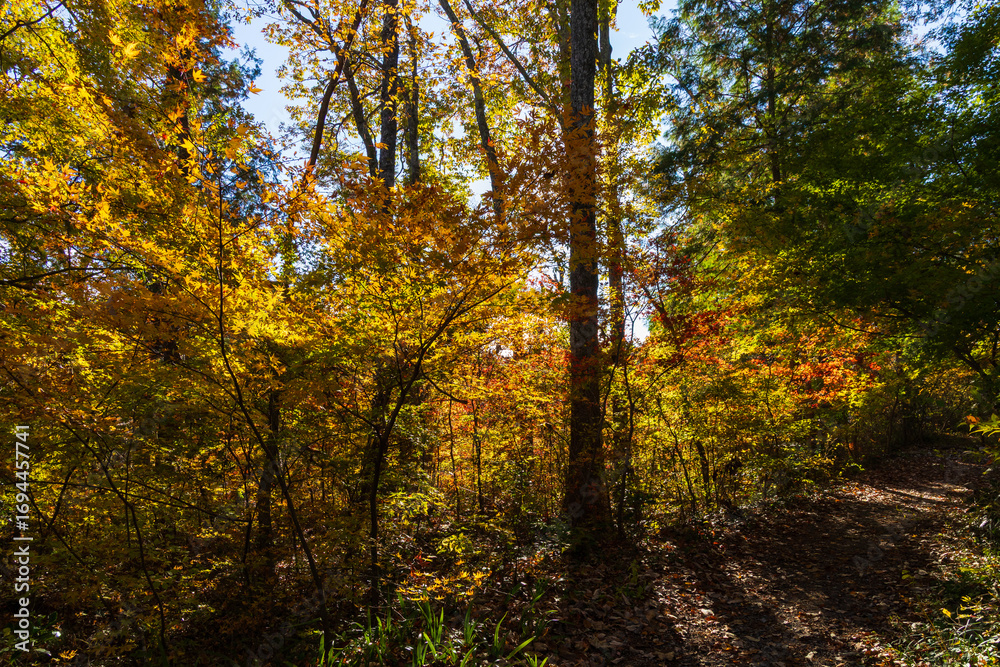Obraz premium 日本の風景・秋 長野県飯田市 紅葉の天龍峡