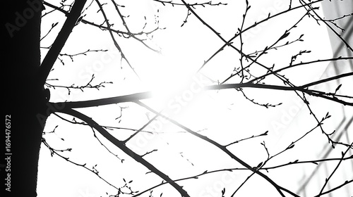 Dried branch silhouette against white background captured in 4K with a 35mm f2 lens, clean studio light producing sharp linear shadows and crisp contours