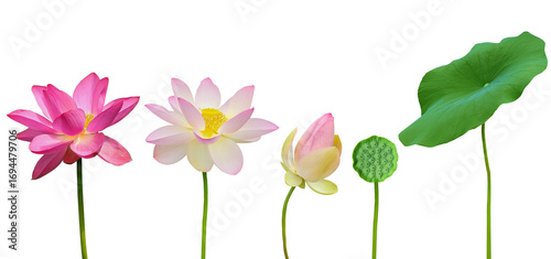 Collection of lotus flower, seed and leaf, Nelumbo nucifera, for floral decoration and peaceful design