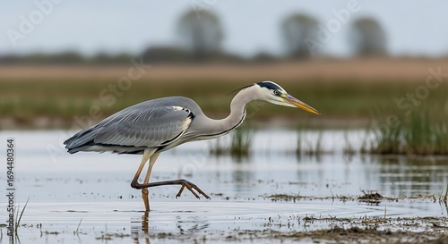 Grey Heron wading with wetland habitat.