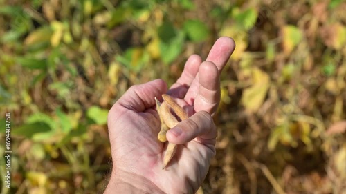 Close-up of a farmer’s hand holding dry soybean pods during harvest season in an agricultural field. 4K.