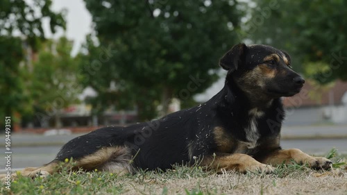 Stray dog resting on dry grass near the street, symbolizing survival, resilience, and vulnerability. 4K
