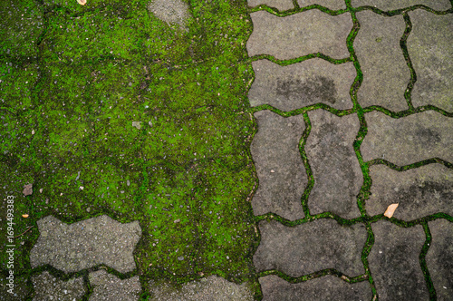 green moss on the stone