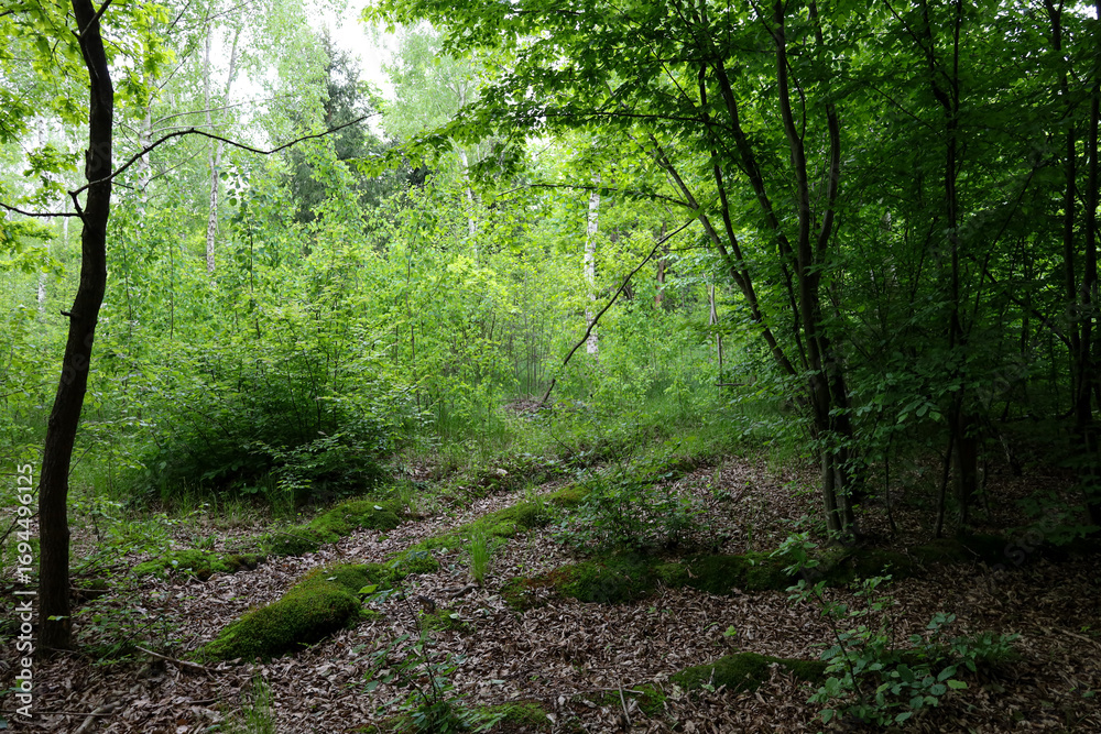 Obraz premium A dense forest with a path covered in fallen leaves, leading deep into the trees, where peace and greenery reign. The photo conveys the beauty of nature, ideal for walks and meditation, full of life a