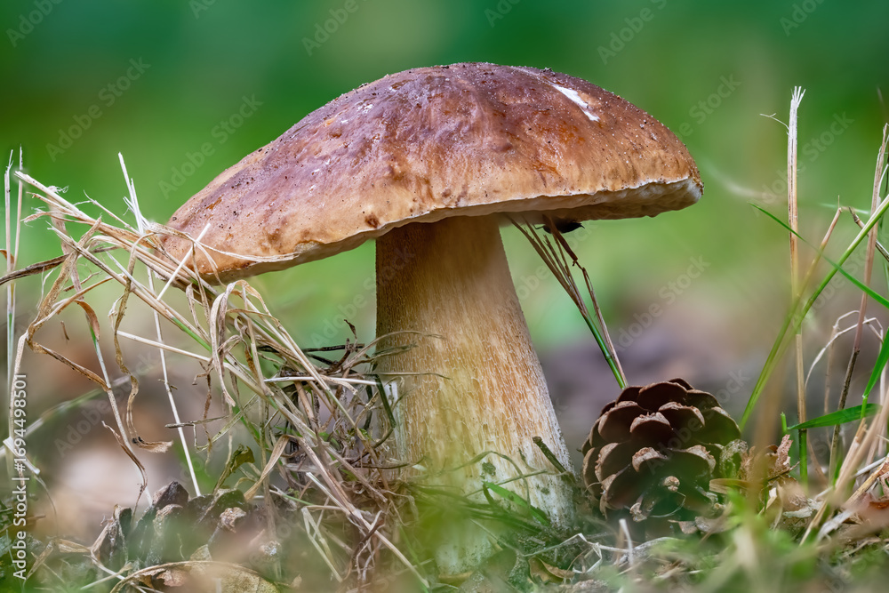 Fototapeta premium Young boletus Boletus edulis with a light brown cap between grass and leaves