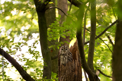 owl on a tree