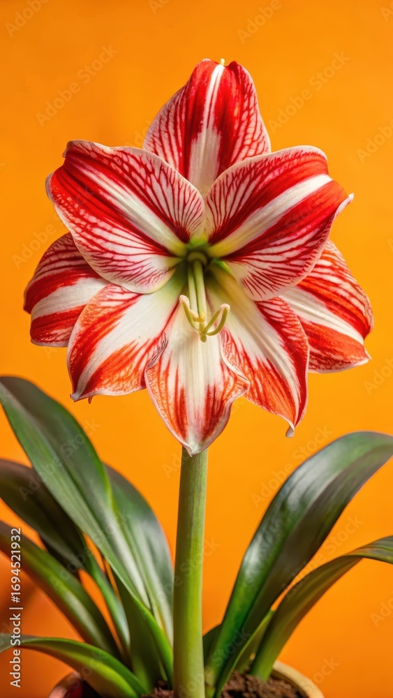 Fototapeta premium A stunning white and red hippeastrum flower blooming in a garden amidst lush greenery