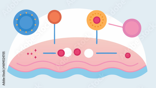 Collagen Production A diagram showing exosomes stimulating collagen and elastin production in dermal fibroblasts with visual indicators for increased elasticity.