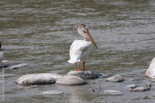 lone white pelican posing with back to camera standing on rock in river (close-up, rear-view)