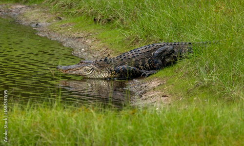 American alligator walking across a grassy area towards a pond