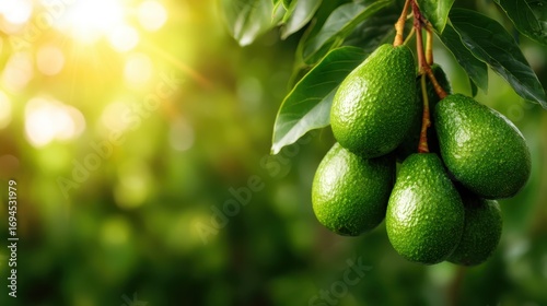 Wallpaper Mural A beautiful arrangement of fresh green avocados hangs from a tree branch, illuminated by warm sunlight, showcasing nature’s bounty in a serene and inviting setting. Torontodigital.ca