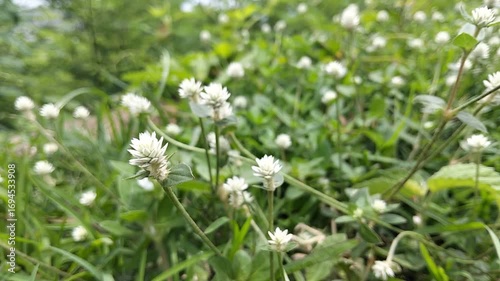 white flowers in the grass
