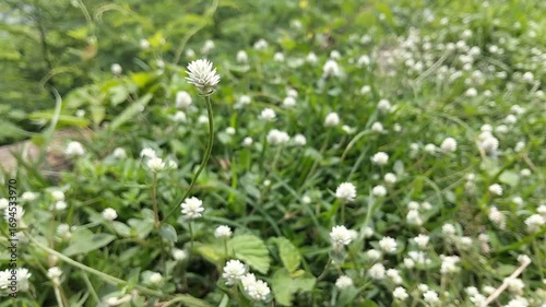 green grass in the wind