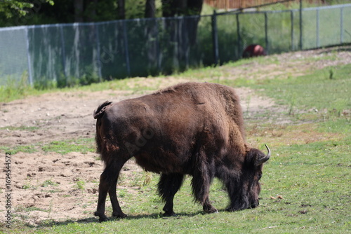 single Great Plains Bison grazing on grassy pasture