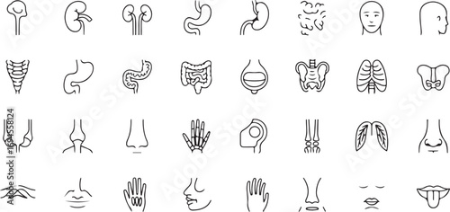 vector set Human Anatomy Line Icons – 40 Medical Organ and Body Part Symbols