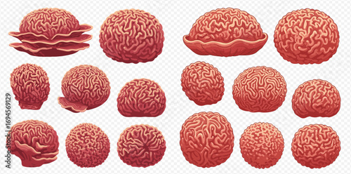 Collection of various illustrated brains, showcasing different angles and perspectives.