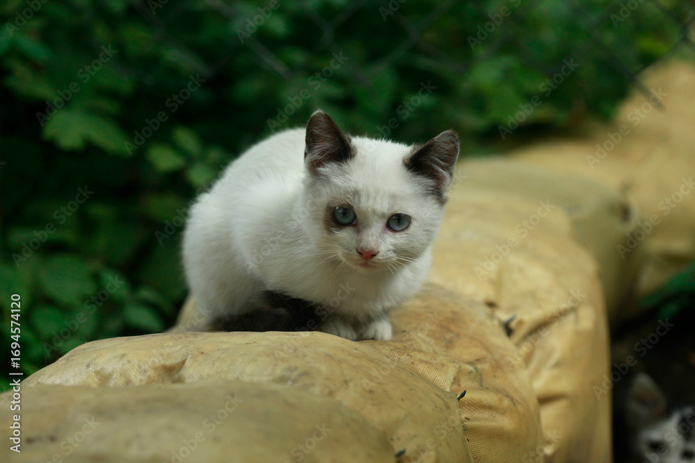 Obraz premium Portrait of cute fluffy cat