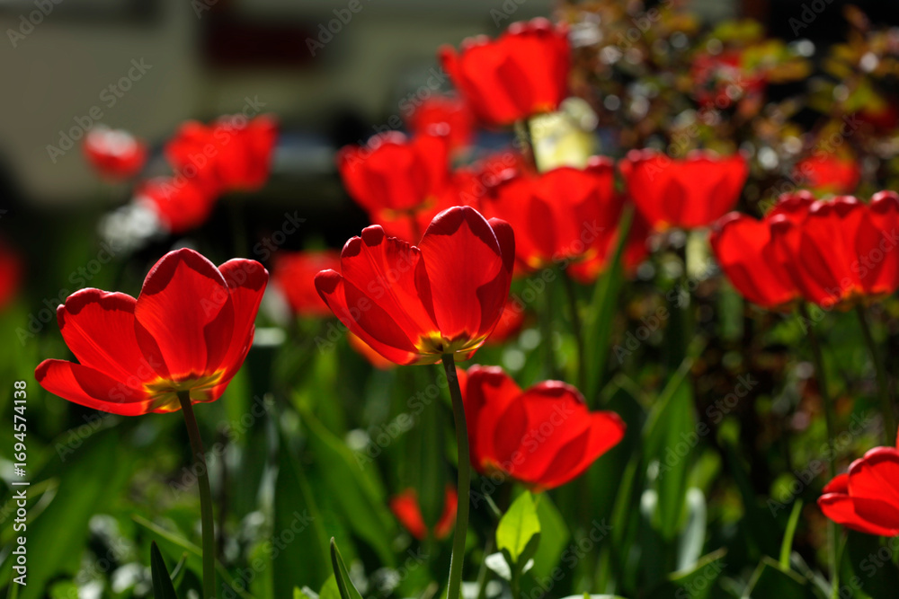 Obraz premium Red tulips in spring garden