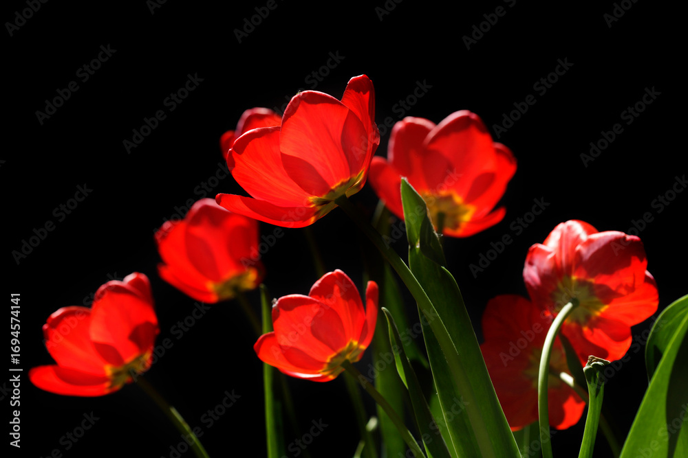 Fototapeta premium Red tulips in spring garden