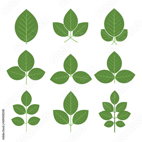 Collection of green leaf vector graphics demonstrating botanical diversity