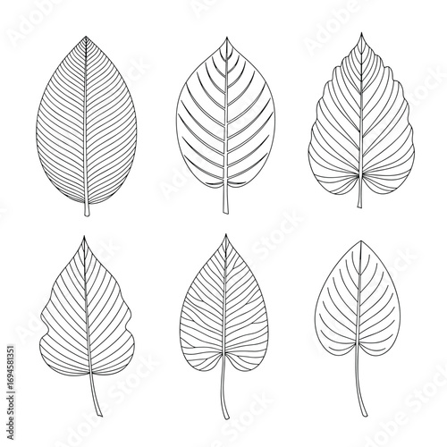 Illustrations of six different stylized botanical leaf designs showing vein patterns