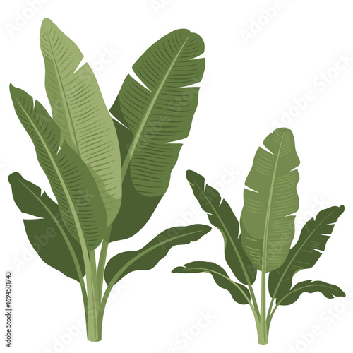 Beautiful tropical banana plant leaves illustration with multiple shades of green