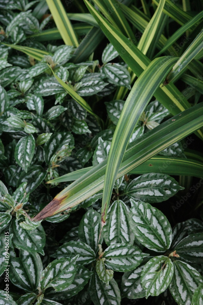 Fototapeta premium marijuana plant in the garden