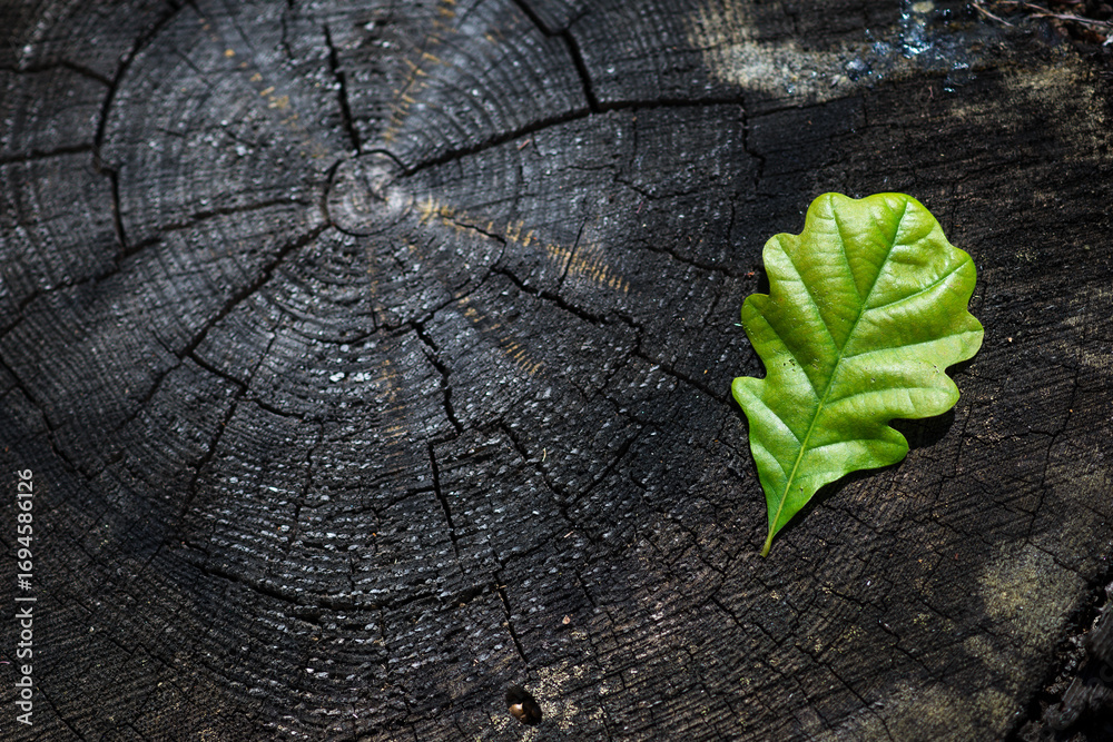 Fototapeta premium Oak Leaf on Tree Stump – Symbol of Carbon Footprint and Sustainable Future