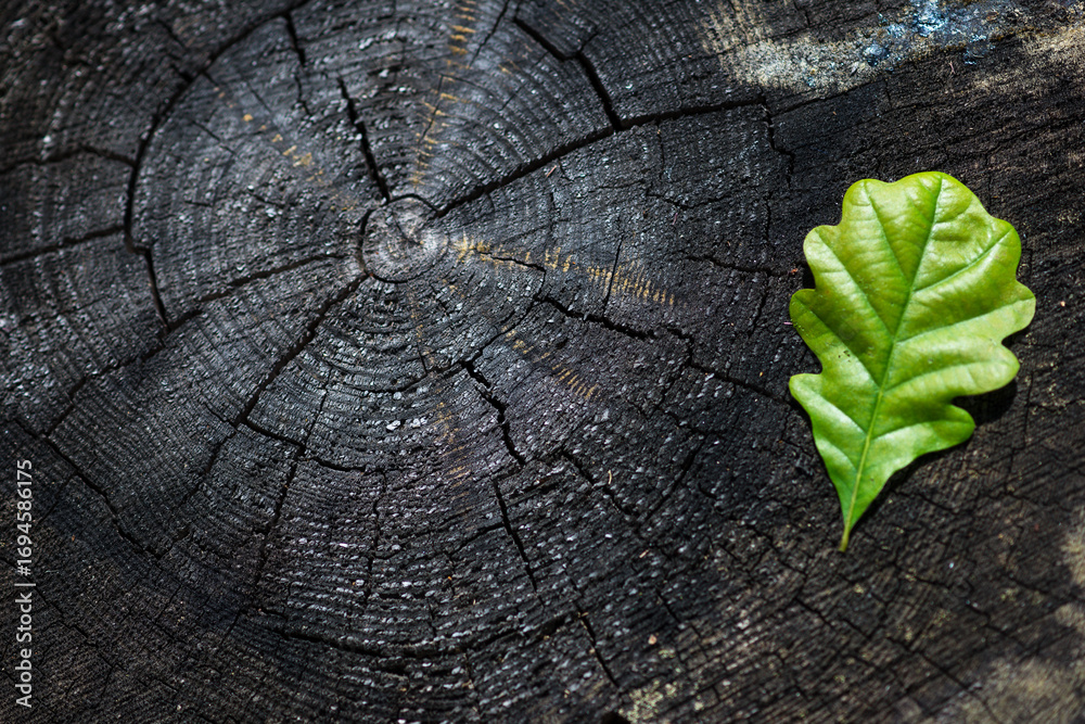 Obraz premium Oak Leaf on Tree Stump – Symbol of Carbon Footprint and Sustainable Future