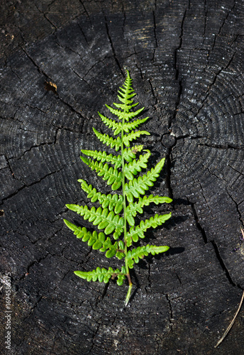 Fern on Tree Stump – Symbol of Nature and Carbon Footprint Reduction