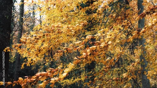 Autumn leaves blowing in the wind: footage of beautiful yellow branches in a park moving harmoniously in the soft ligh