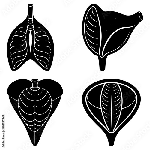 Anatomical representation of internal organs in black and white simple graphic style illustration art