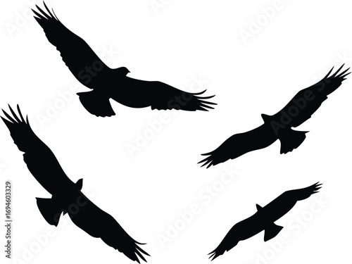 Silhouettes of Four Birds Flying in Formation on a White Background Design