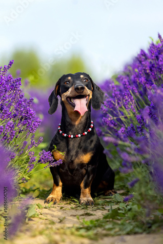 Dachshund Sausage Dog Sitting in Purple Lavender Field