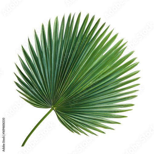 Round palm tree leaf isolated on transparent background