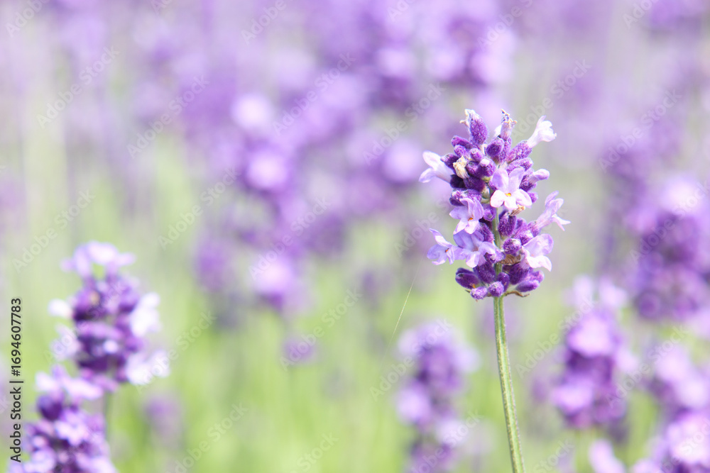 Obraz premium Lavender Focus: Close-Up Bloom with Soft Bokeh in Summer Field