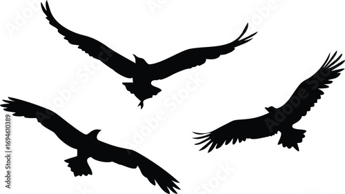 Three Black Silhouettes of Flying Birds With Wings Spread on White Background Illustration