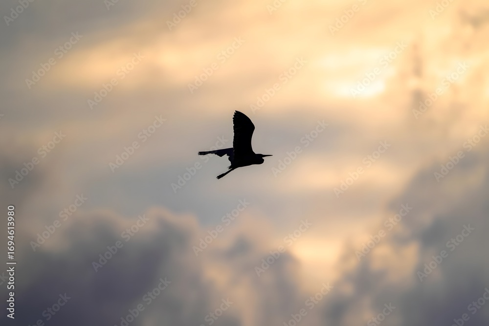 Fototapeta premium Bird Silhouette Flying Through Golden Sunset Sky with Dramatic Cloudy Atmosphere