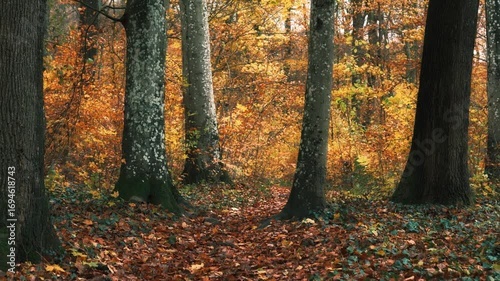 Forest trees in deep rich autumn colors and gentle wind moving the yellow leaves