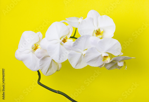 Beautiful blooming white phalaenopsis orchid close-up on a yellow background