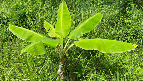 Banana tree grow among the grass